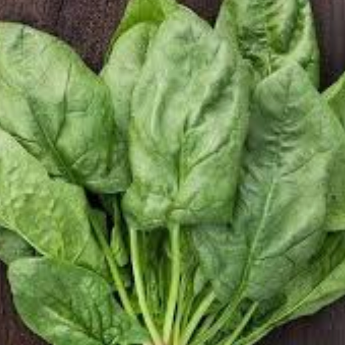 Spinach Santana Seedlings