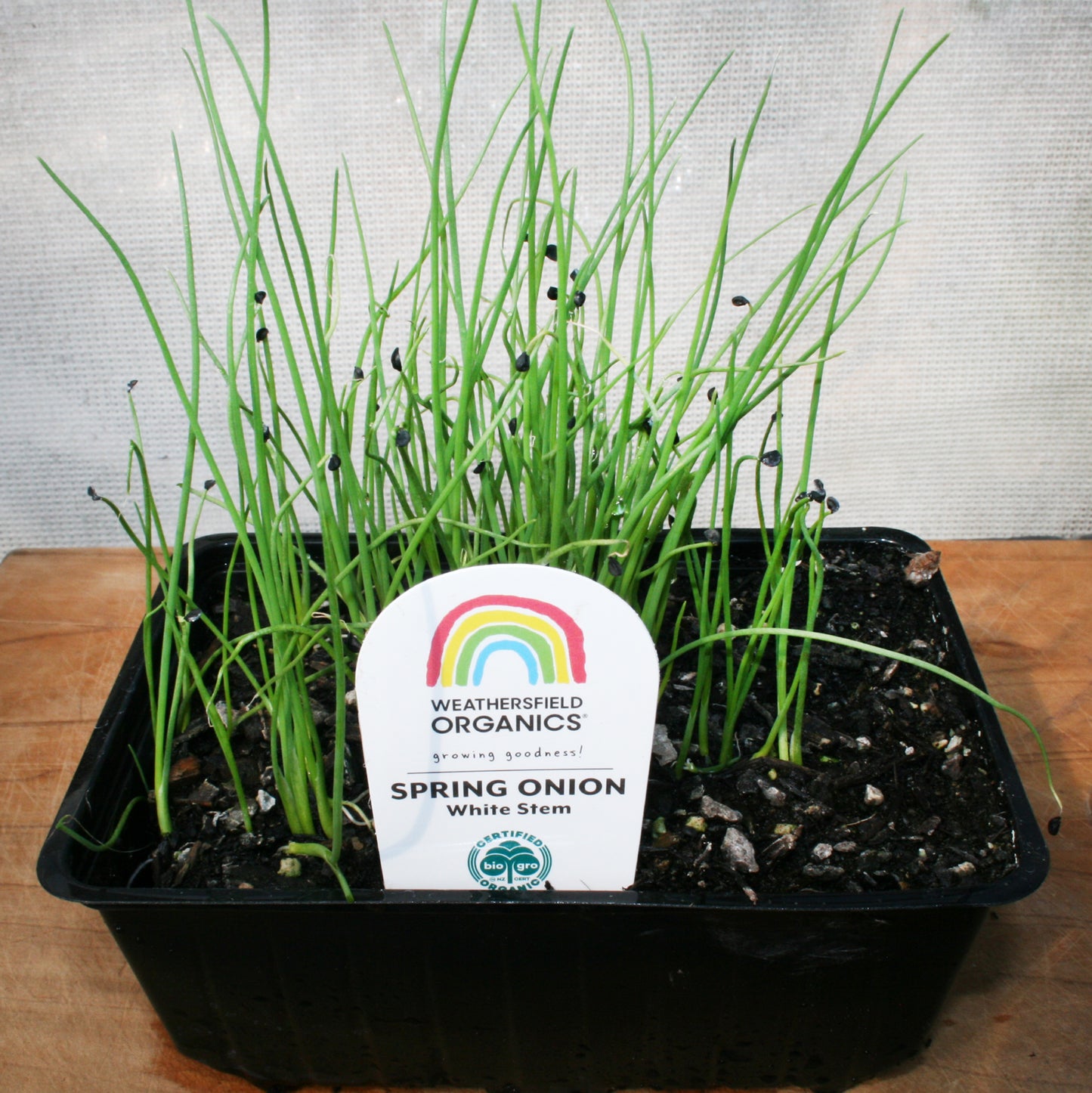 Spring Onion White Stem Seedlings