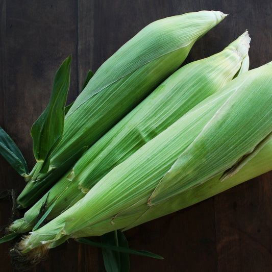Sweetcorn Seedlings