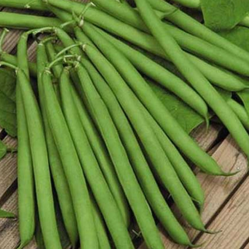 Bean Top Crop Dwarf Seedlings