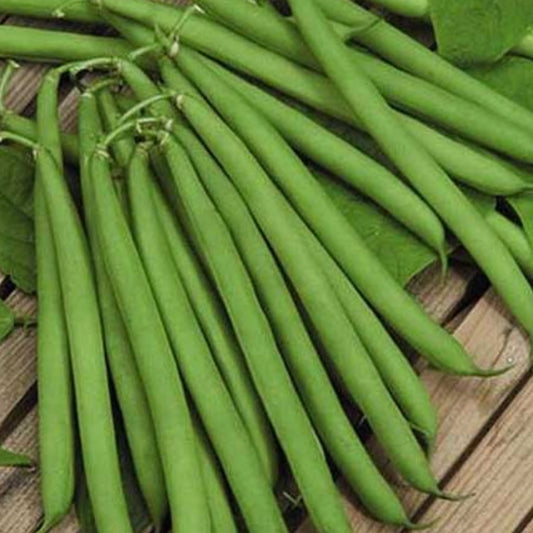 Bean Top Crop Dwarf Seedlings