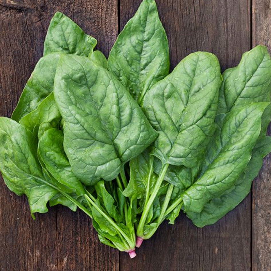 Spinach Winter Giant Seedlings