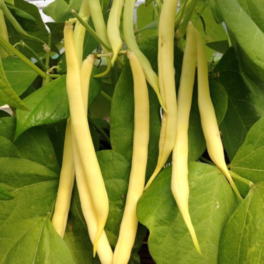 Bean Yellow Dwarf Seedlings