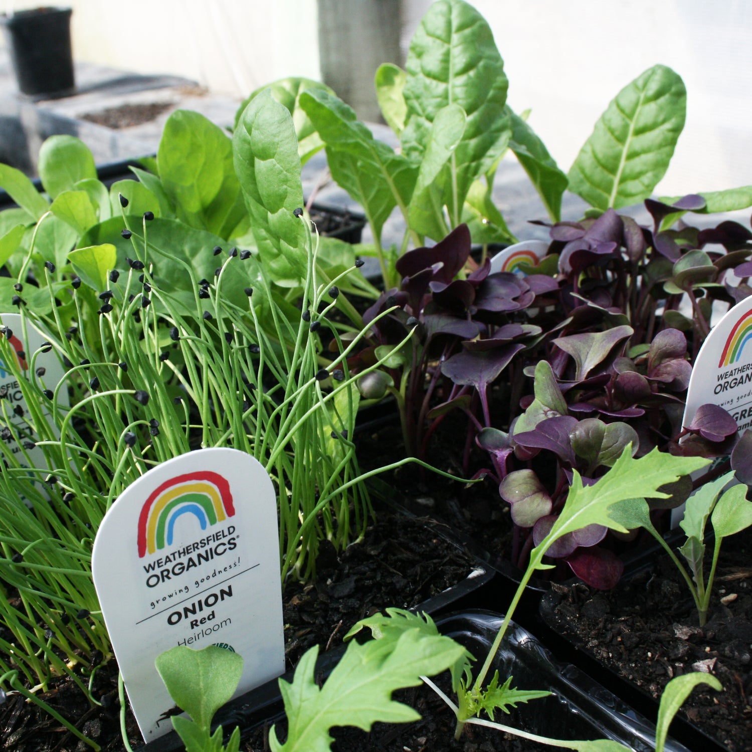 Weathersfield Organic Seedlings - complete range