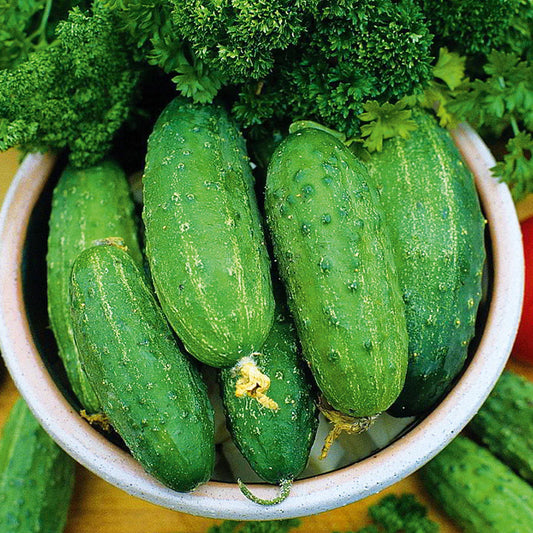 Cucumber Pickle