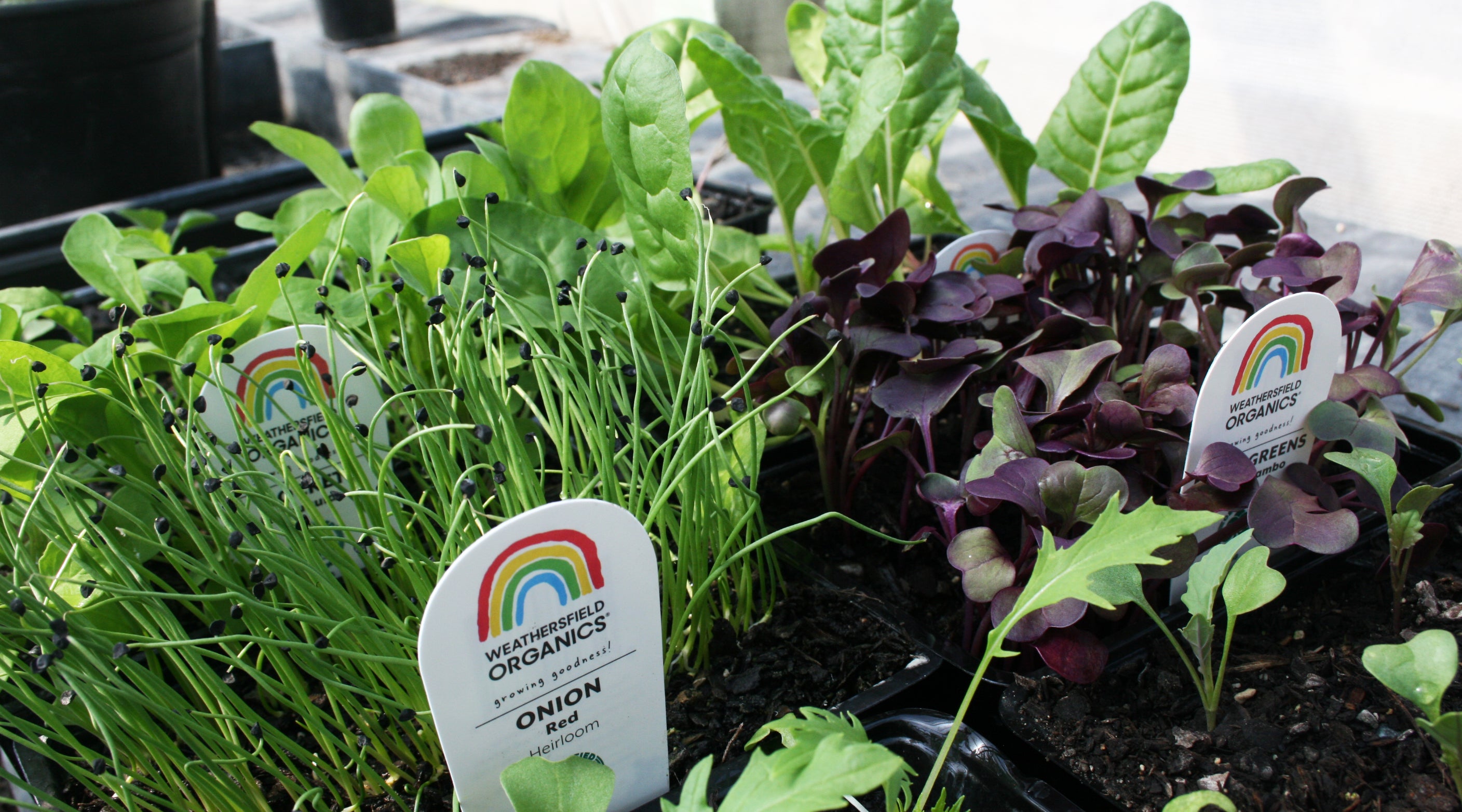 Our Story Weathersfield Organics