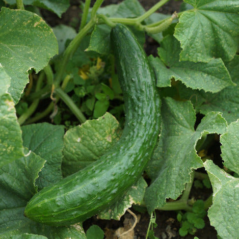 Telegraph Cucumber