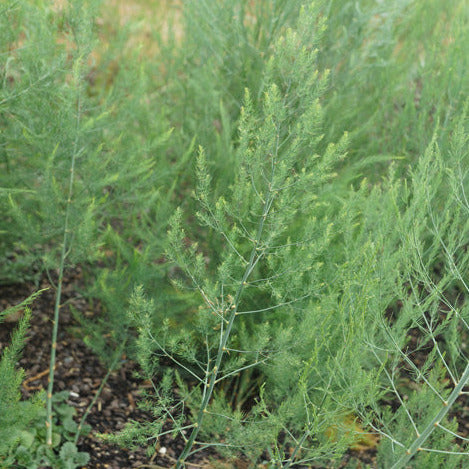 Asparagus Mary Washington Seedlings - first-year plant