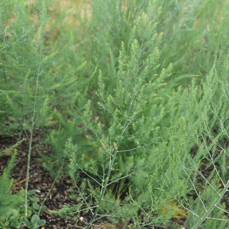 Asparagus Mary Washington Seedling - third year plant