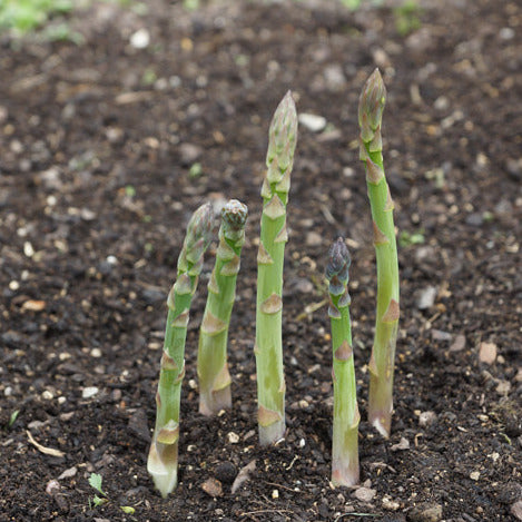 Asparagus Mary Washington Seedlings - first-year plant