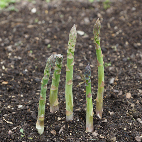 Asparagus Mary Washington Seedling - third year plant