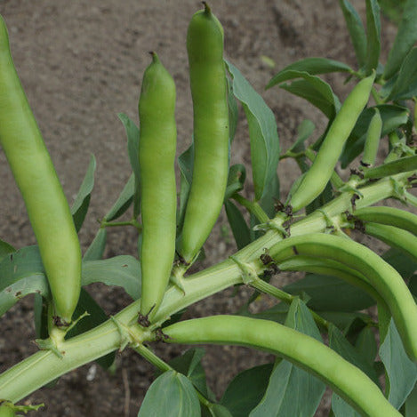 Broad Beans Seedlings