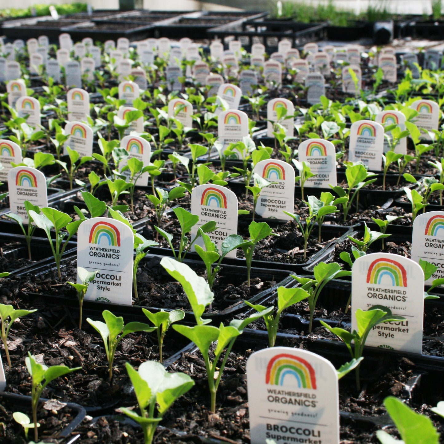 Broccoli Supermarket Style Green Seedlings