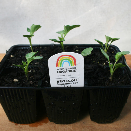 Broccoli Supermarket Style Green Seedlings