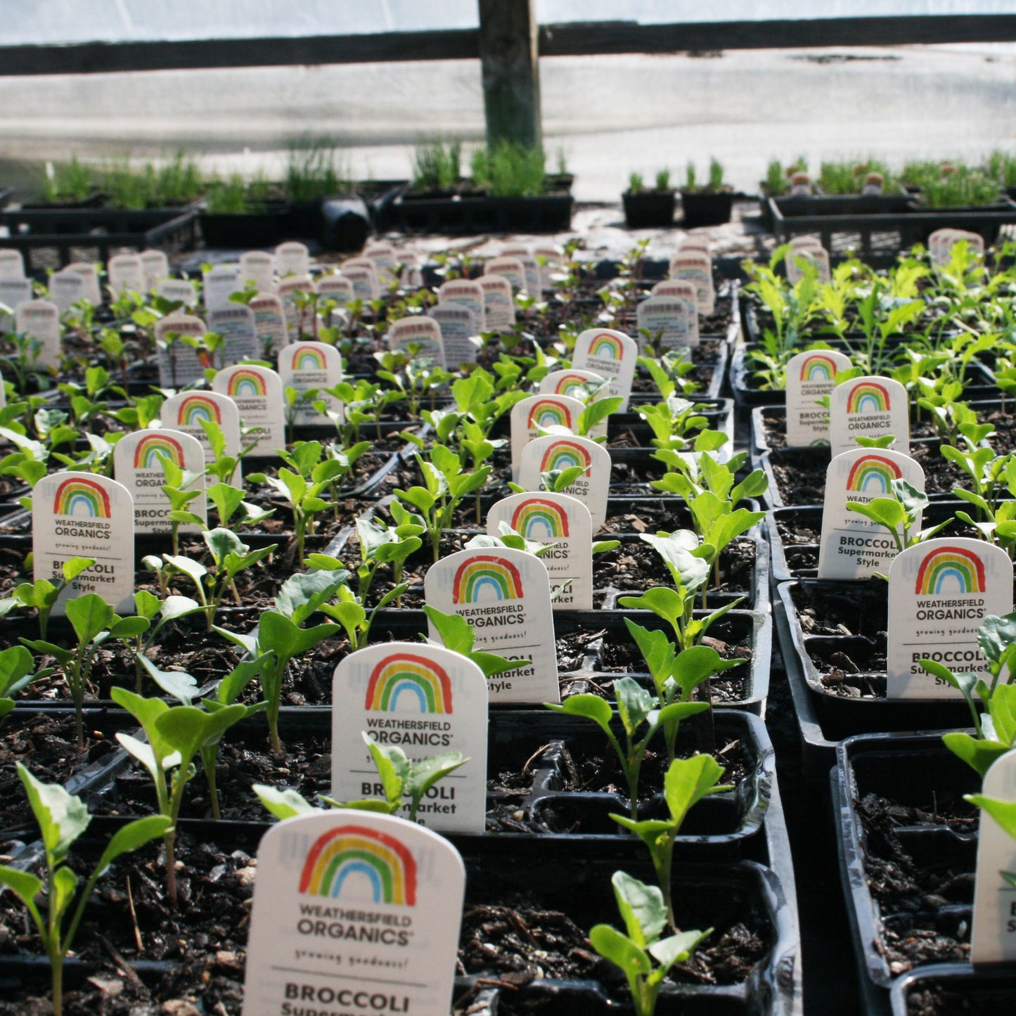 Broccoli Supermarket Style Green Seedlings