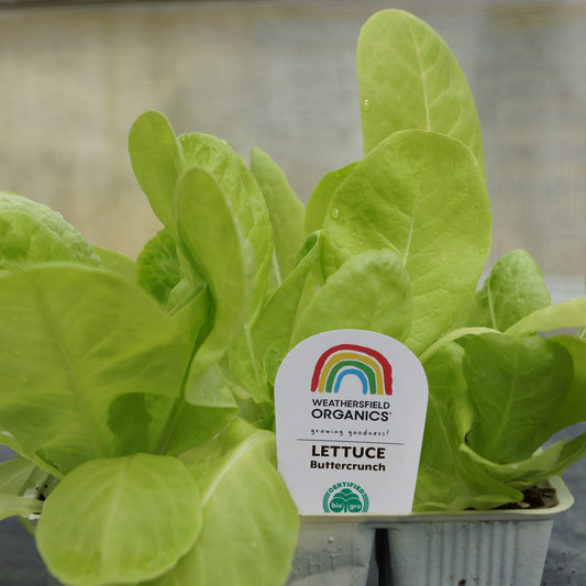 Lettuce Buttercrunch Seedlings