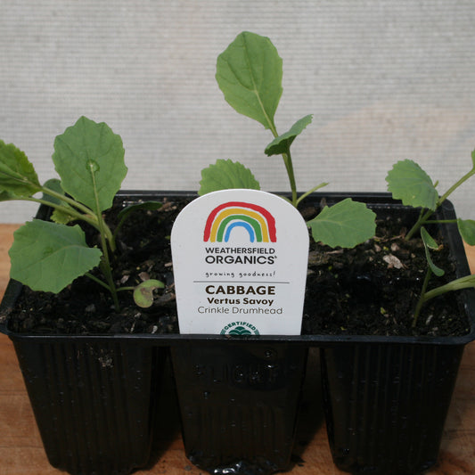 Cabbage Vertus Savoy Seedlings