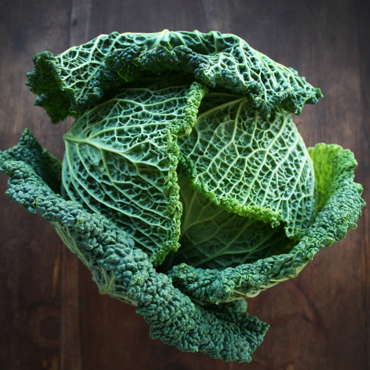 Cabbage Vertus Savoy Seedlings