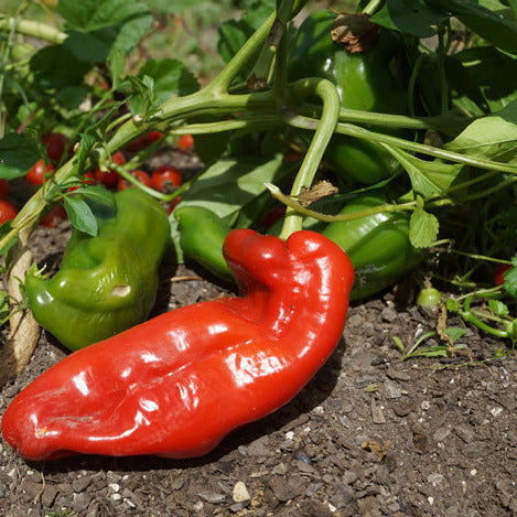Capsicum Macroni plant in garden