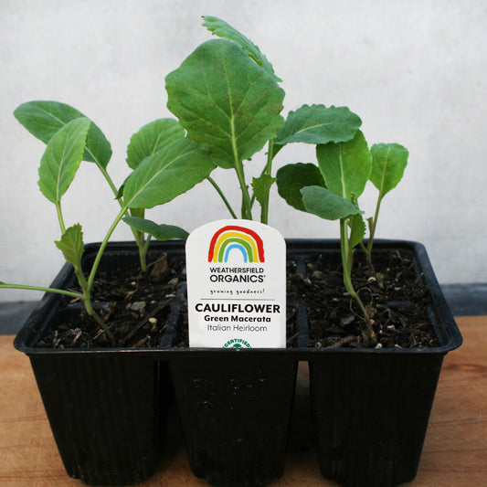 Cauliflower Green Macerata Seedlings