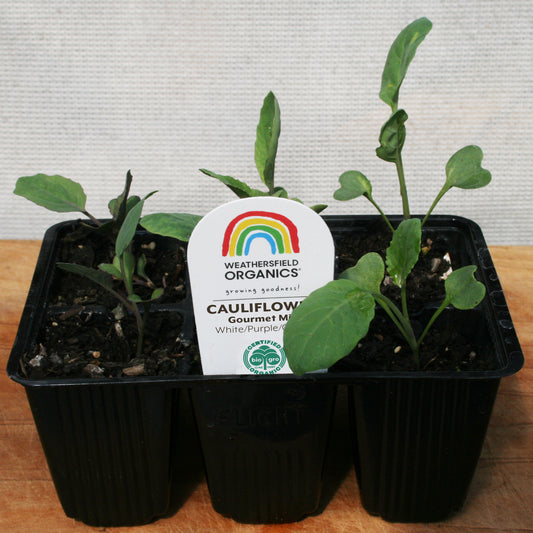 Cauliflower Gourmet Mix Seedlings (White, Green, Purple)