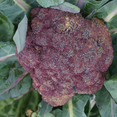 Cauliflower Violet Sicilian Seedlings