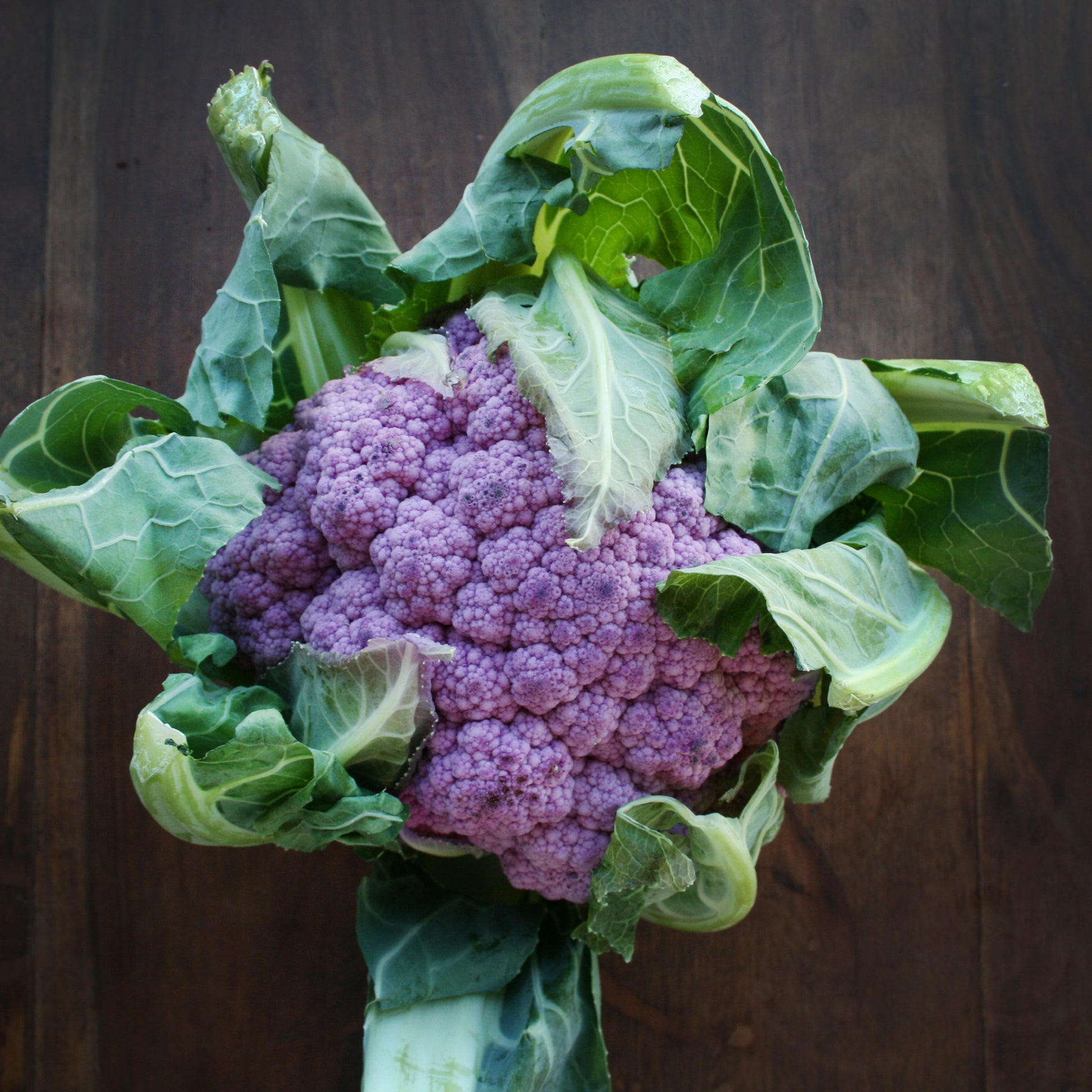 Violet Sicilian Cauliflower mature plant