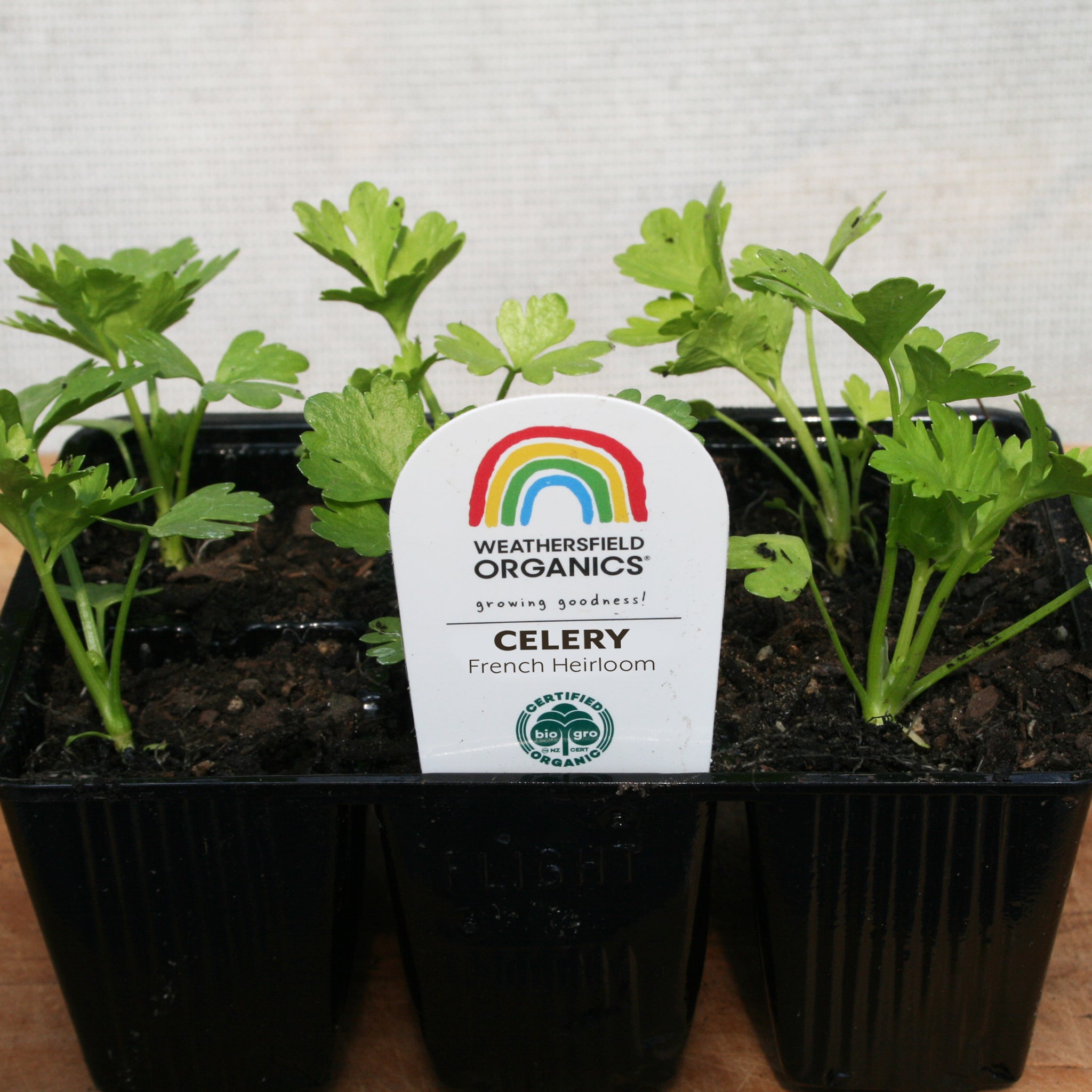 Celery Seedlings – Weathersfield Organics