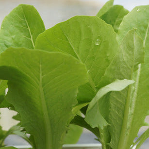 Lettuce Cos Seedlings