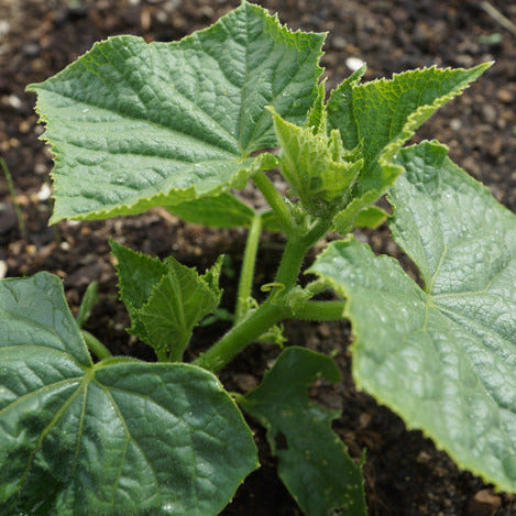 Telegraph Cucumber young plant