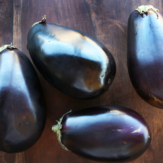 Eggplant Black Beauty – Aubergine Seedling
