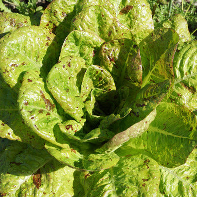 Lettuce – Freckles Seedlings