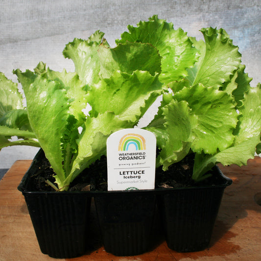 Lettuce Iceberg Seedlings