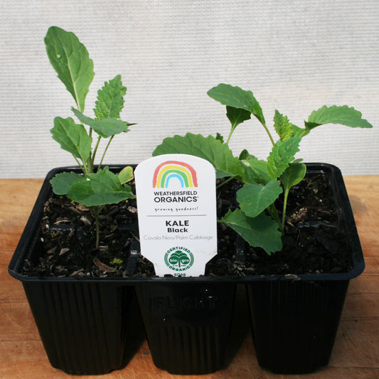 Kale Cavolo Nero Seedlings