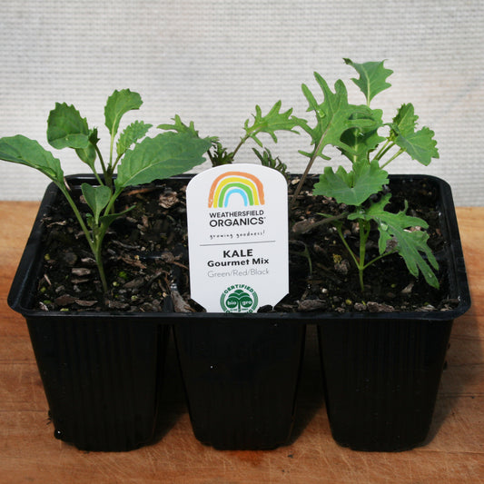 Kale Gourmet Mix – Cavolo Nero,  Red Russian, Squire Seedlings