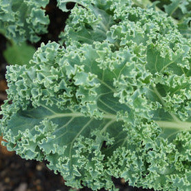 Kale Squire leaf