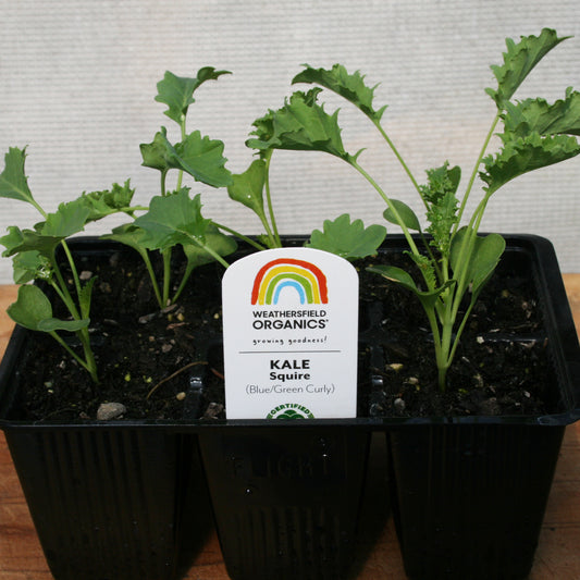 Kale Squire Seedlings