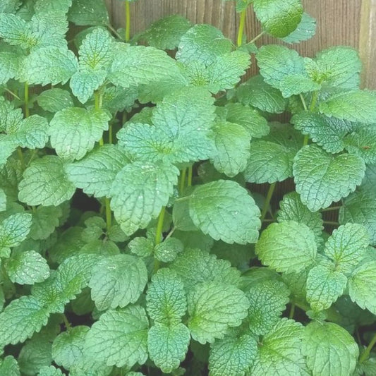 Lemon Balm Seedlings
