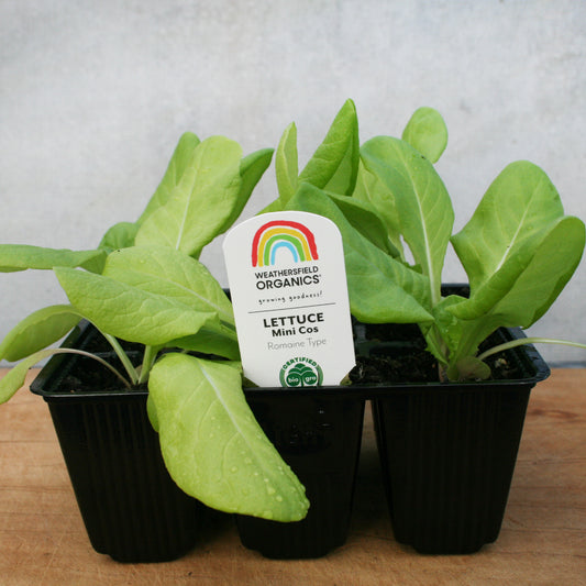 Lettuce Mini Cos – Little Gem Seedlings