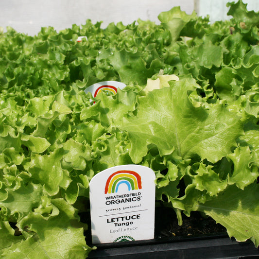 Lettuce Tango Seedlings