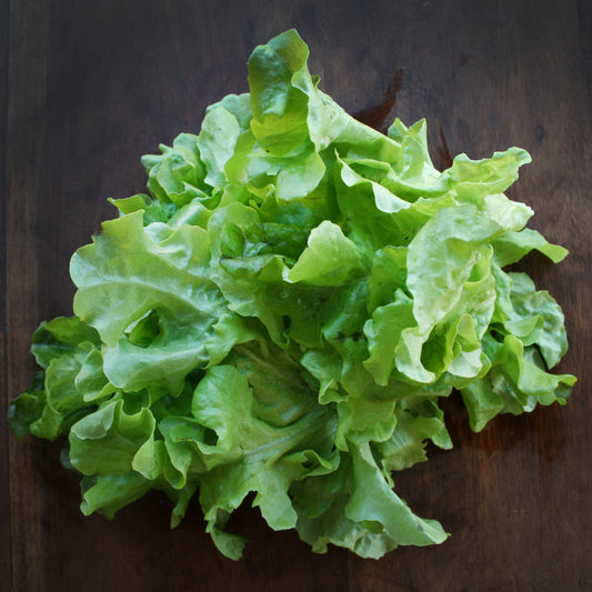 Lettuce Green Salad Bowl Seedlings
