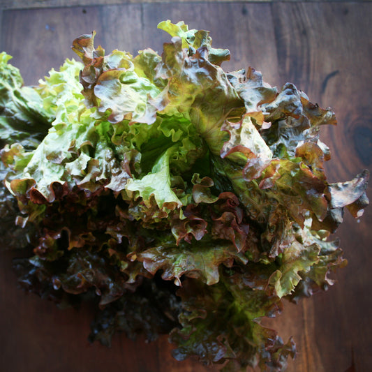 Lettuce Red Salad Bowl Seedlings
