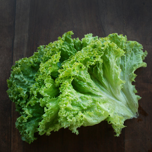 Lettuce Tango Seedlings