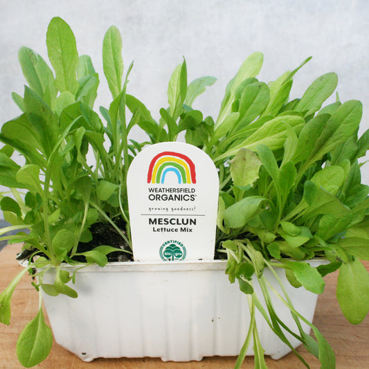 Mesclun Lettuce Mix Seedlings