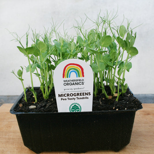 Microgreens Pea Tasty Tendrils
