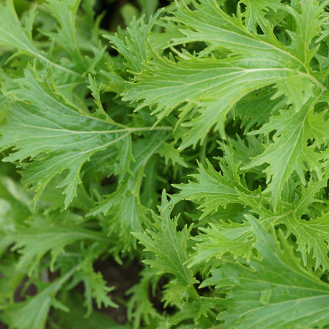 Mizuna plant in garden