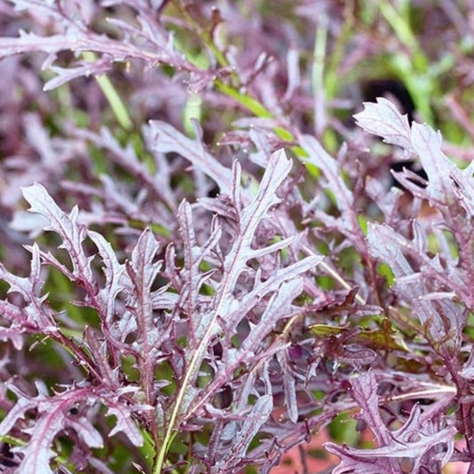 MIZUNA – Red Coral Seedlings
