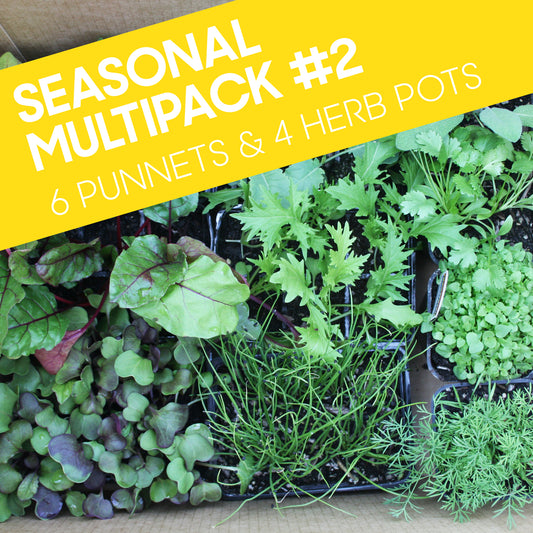 Seasonal Multipack #2: Six punnets and Four pots (Ten seedlings for the price of eight)