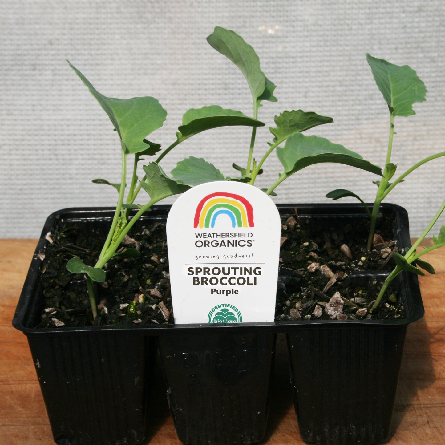 Broccoli Sprouting Purple Seedlings