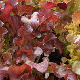 Lettuce Red Oak Leaf Seedlings